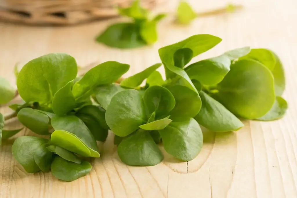 raw common purslane on top of a wooden table