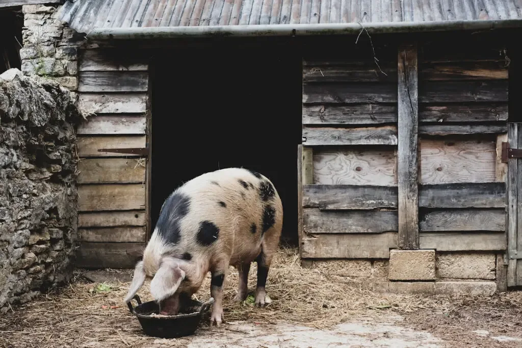 spotted pig eating outside the pighouse 