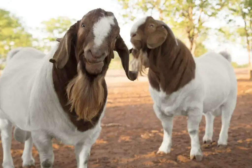 two brown headed white boer goat standing on the ground 