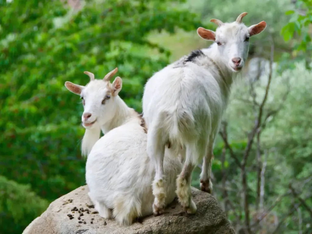 two white American Pygmy goats standing on a rock