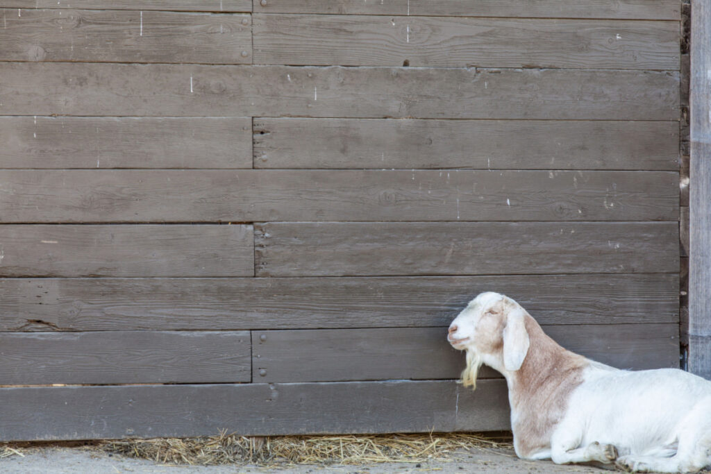 white Toggenburg goat lying on the ground near a wooden wall