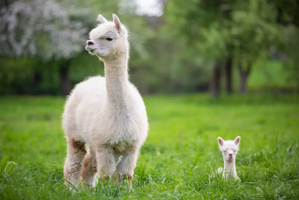 white alpaca with baby alpaca standing at a green grass 
