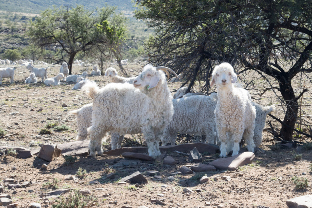 white angora goats standing near a tree under a hot weather 