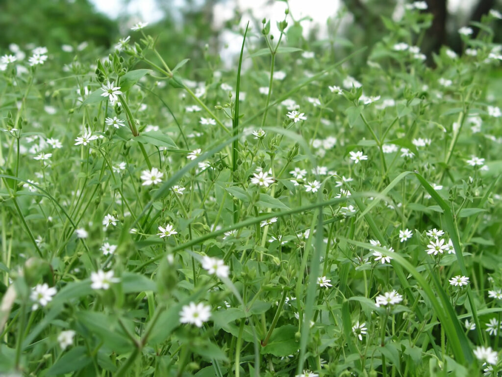 white flowers of a chickweed in the meadows 
