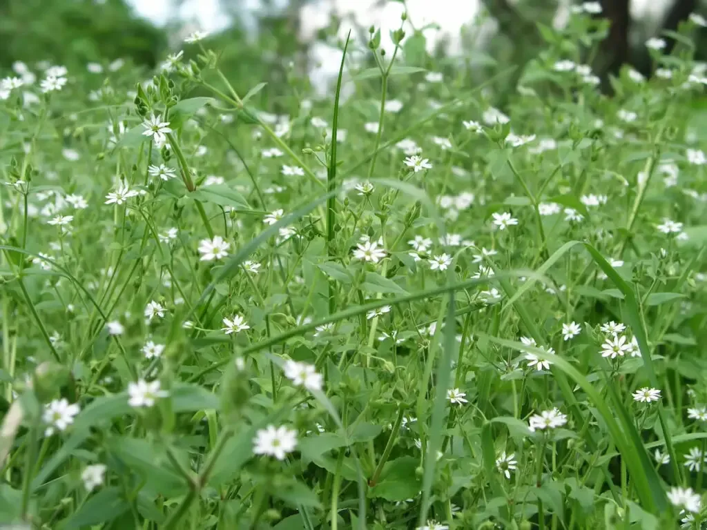 white flowers of a chickweed in the meadows 