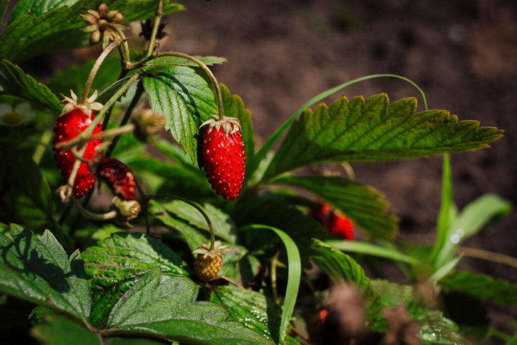wild red strawberry growing naturally