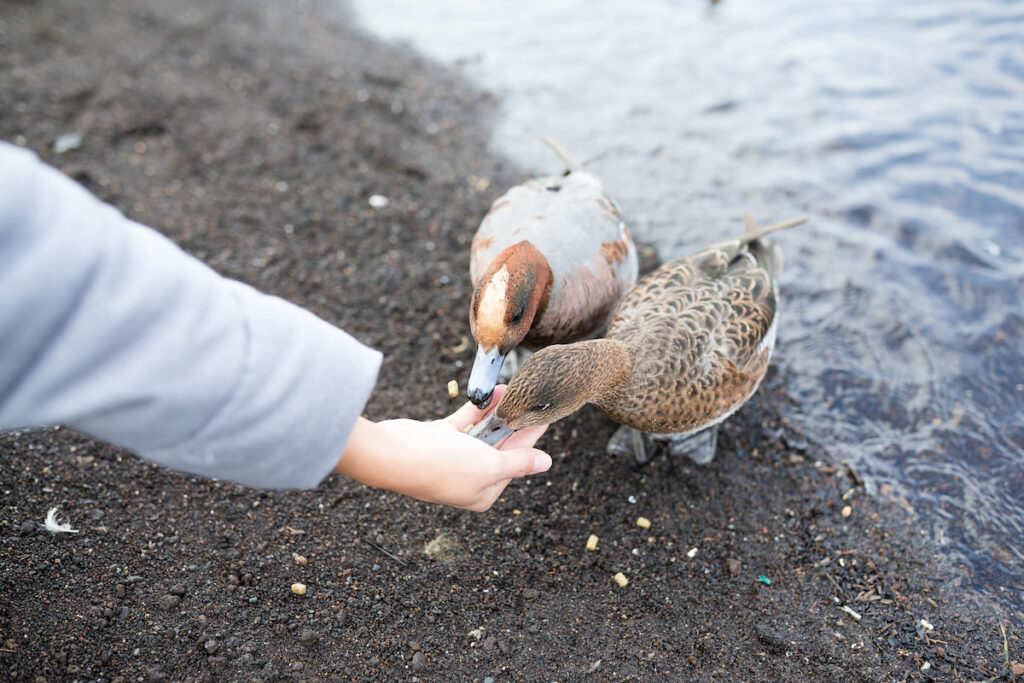woman feeding ducks near the lake shore 