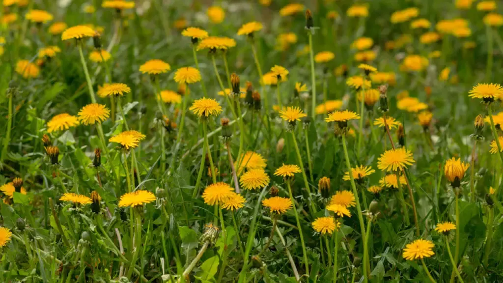 yellow flower dandelions in a field
