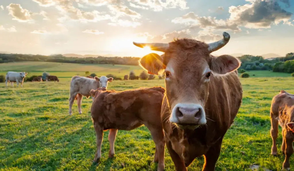 A cow is looking at the camera sun rays are piercing behind her horns.