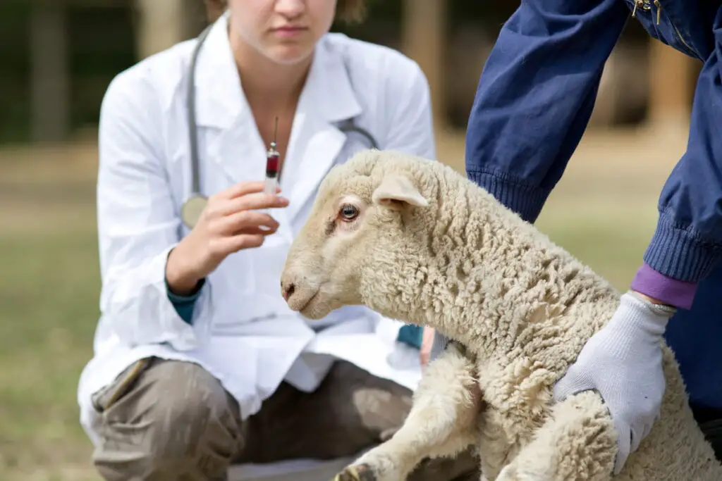 Afraid lamb in workers hands waiting for vaccination