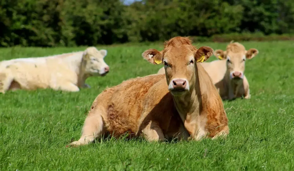 Agricultural photos with a focus on Irish beef, dairy, sheep industries and farming.