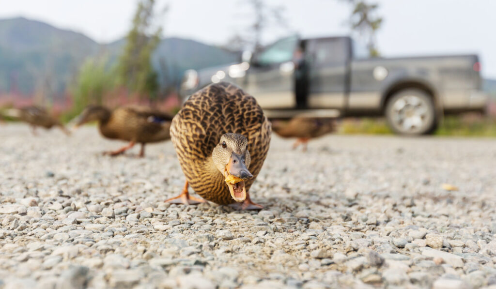 Amazing mallard duck eating a bread from the ground with pickup truck in the background