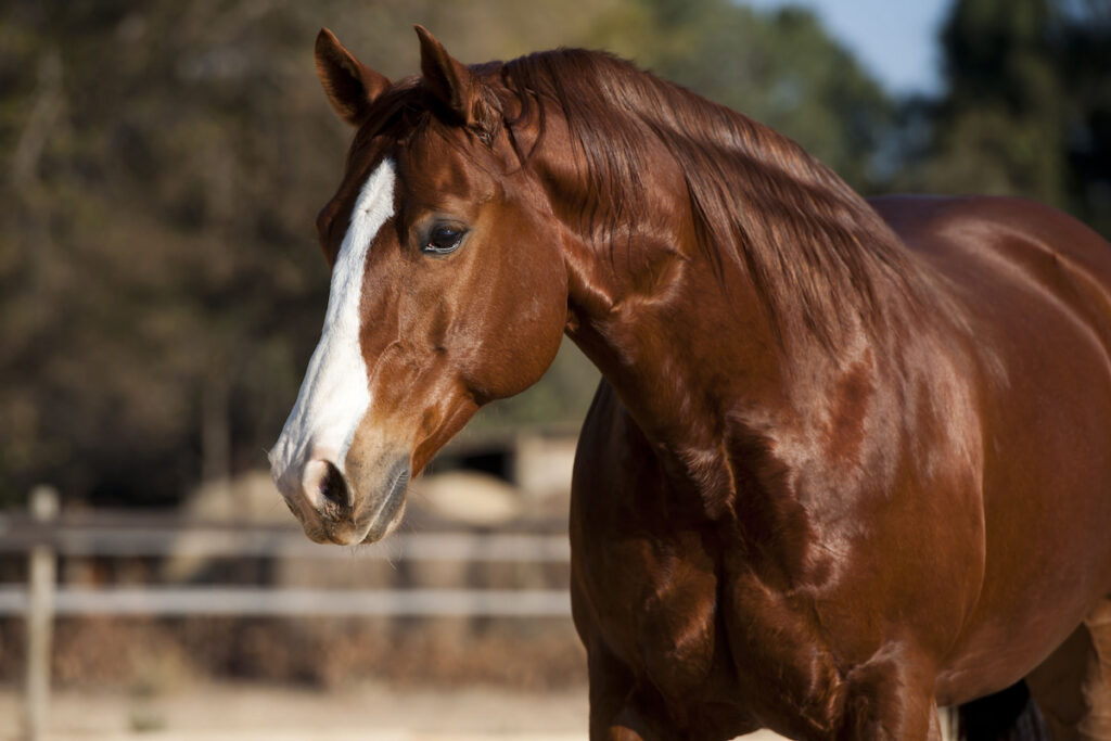 American Quarter horse chestnut stallion in paddock