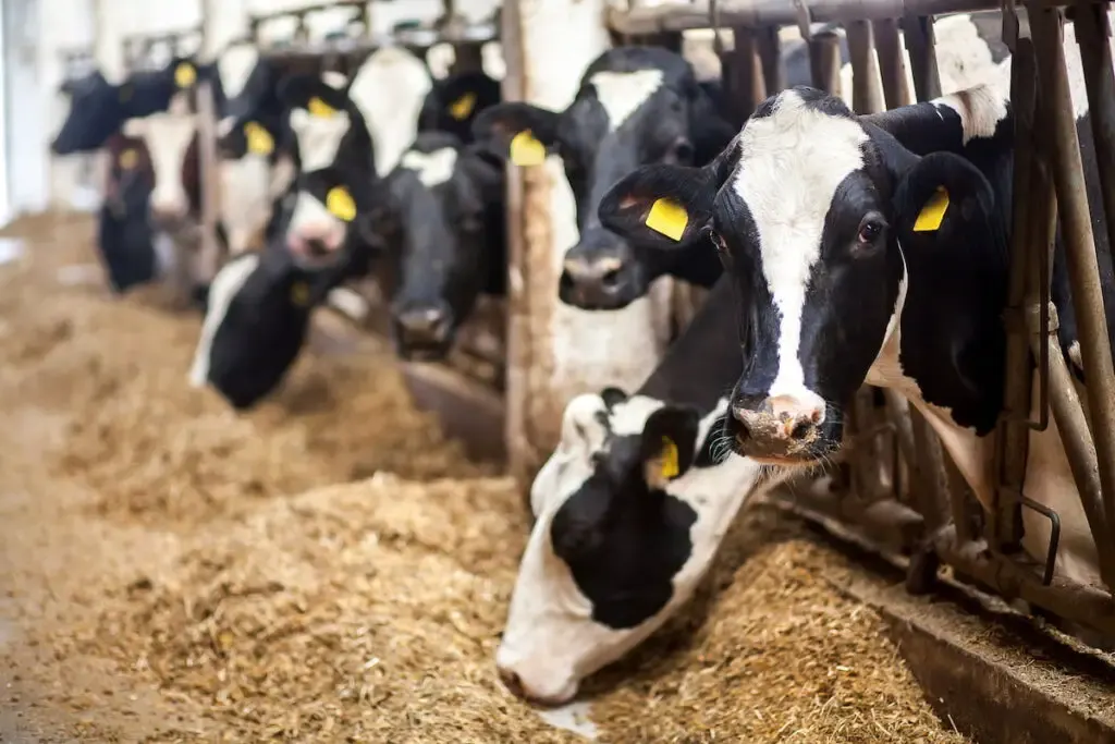 Black and white cows eating hay in the stable.