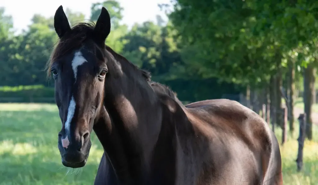 Black Tennessee walking horse on farm field