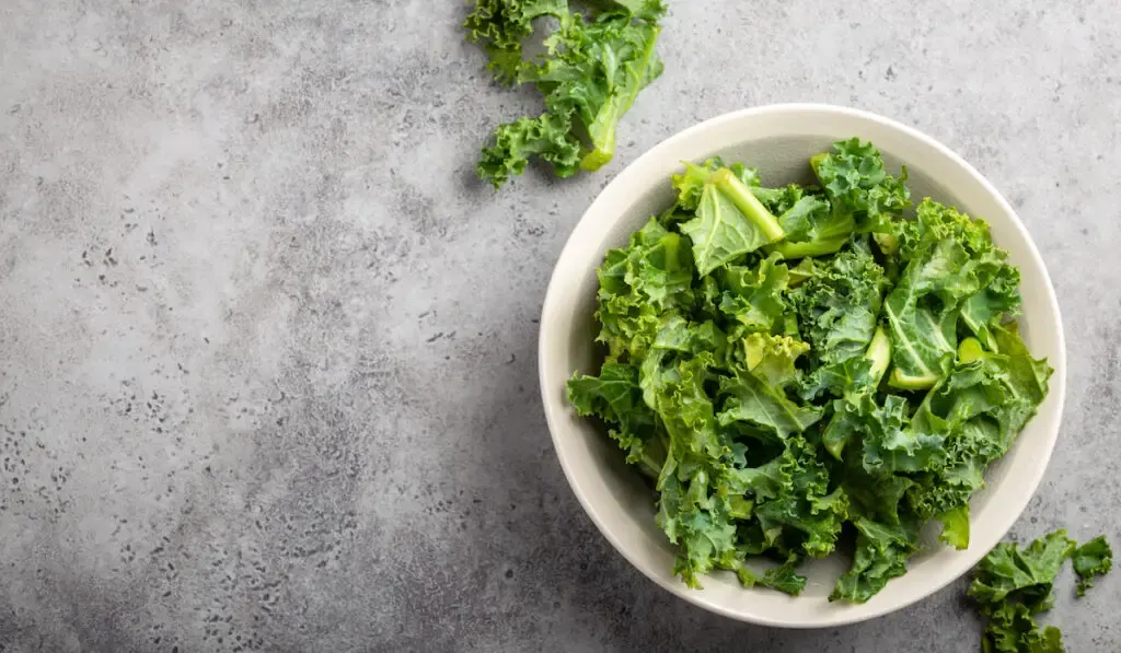 Bowl of fresh green chopped kale on gray rustic stone background