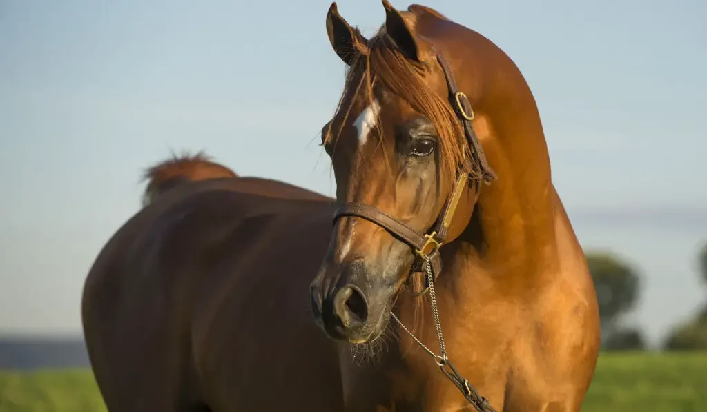 Chestnut Arabian Horse in the field on sunset