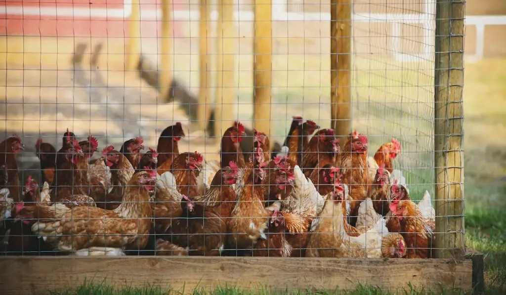Chicken fenced in a chicken coop