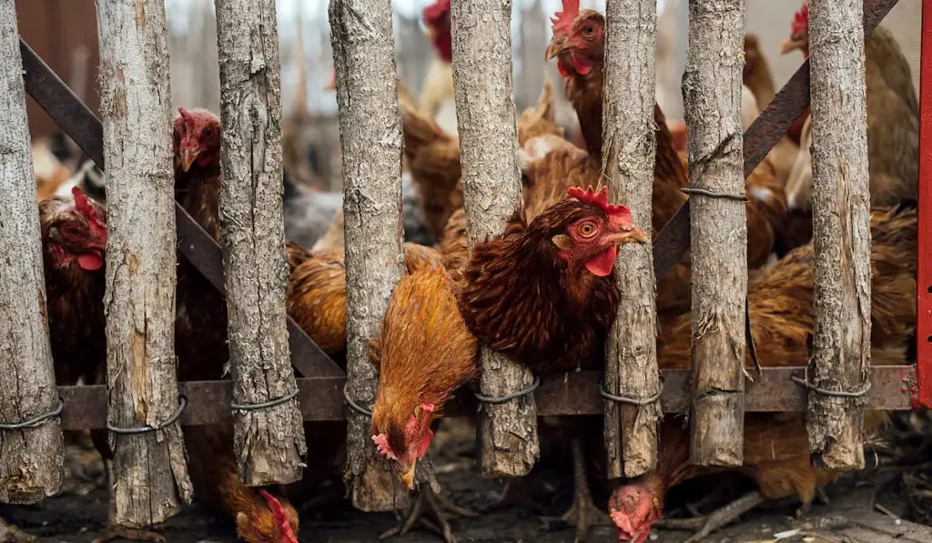 Chickens climb through a wooden fence to peck at scattered wheat.
