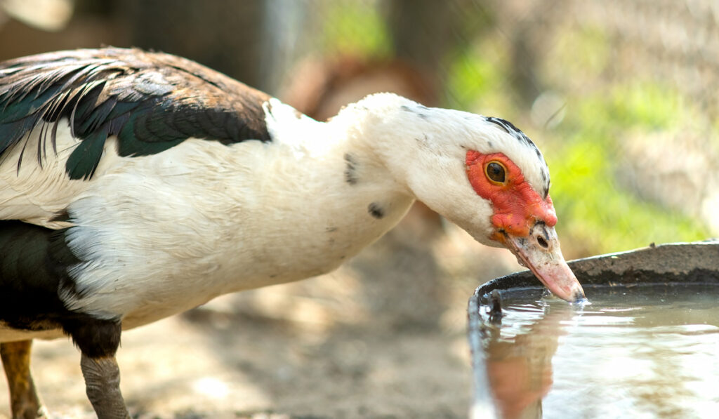 Duck drinking water from a container on barn yard