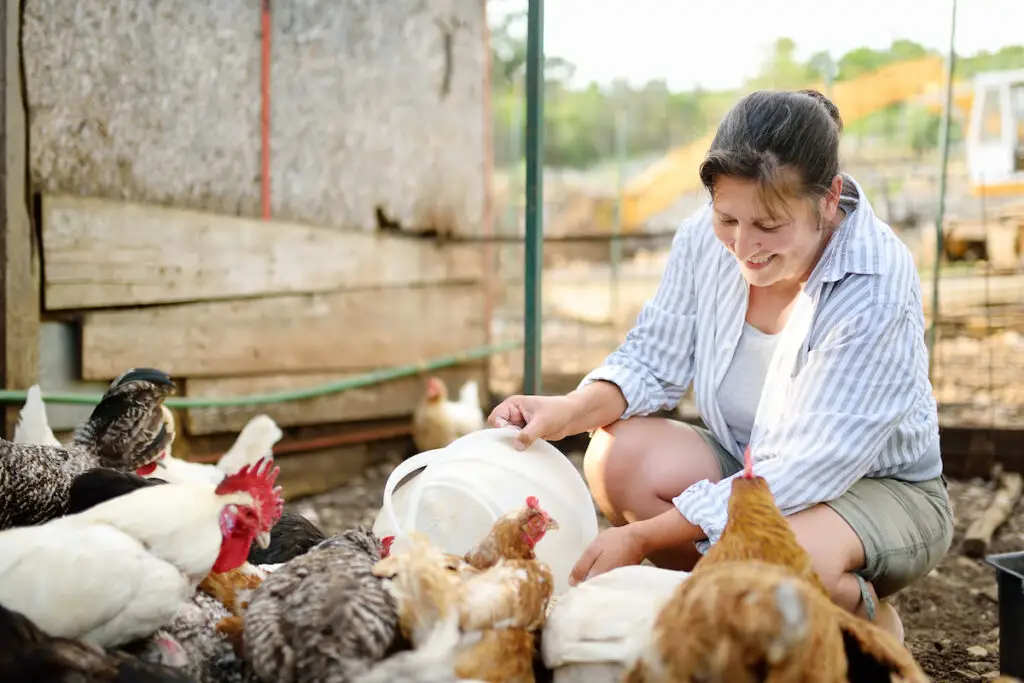 Female farmer feeding chickens from bio organic food in the farm chicken coop