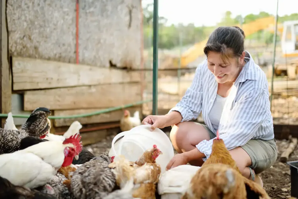 Female farmer feeding chickens from bio organic food in the farm chicken coop