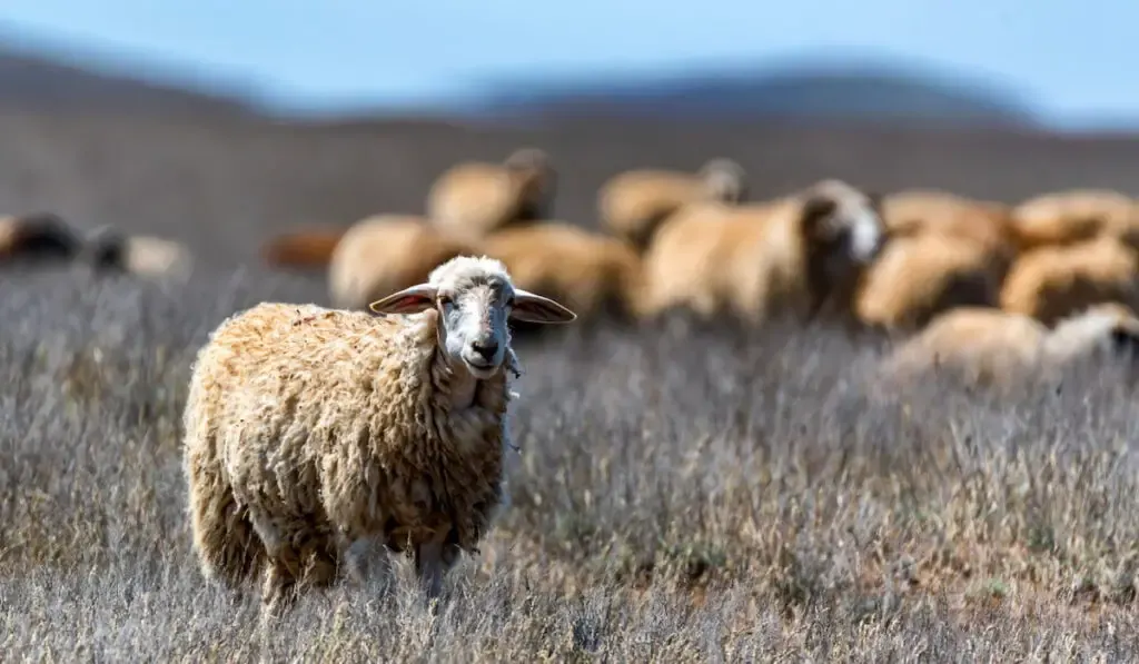 Flock of sheep graze in steppe