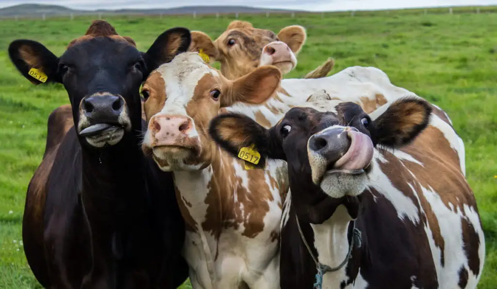 Four funny cows looking at the camera
