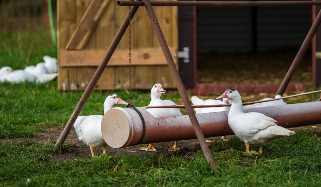 Free range white ducks with feeding station in a pasture on the farm.