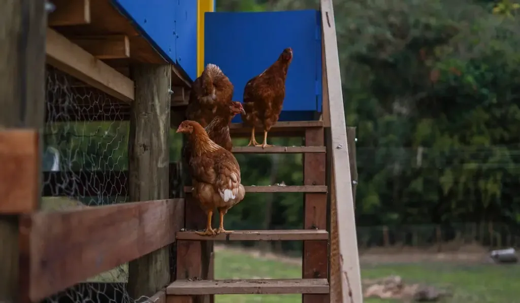 Raised chicken coop house with a lamb resting outside and chickens on the farm