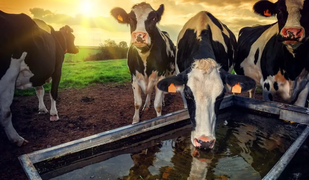 Herd of young calves drinking water at sunset