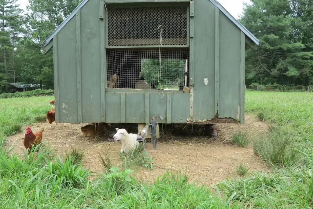 Raised chicken coop house with a lamb resting outside and chickens on the farm