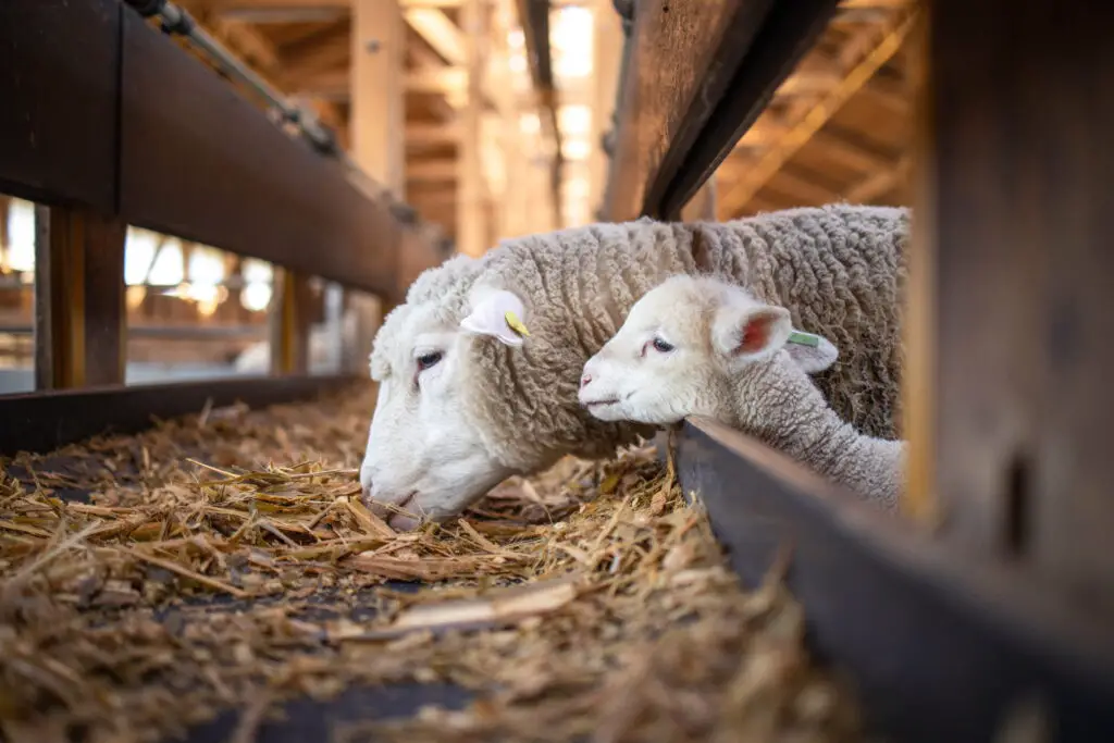 Sheep and cute baby lamb together eating organic food at the farm
