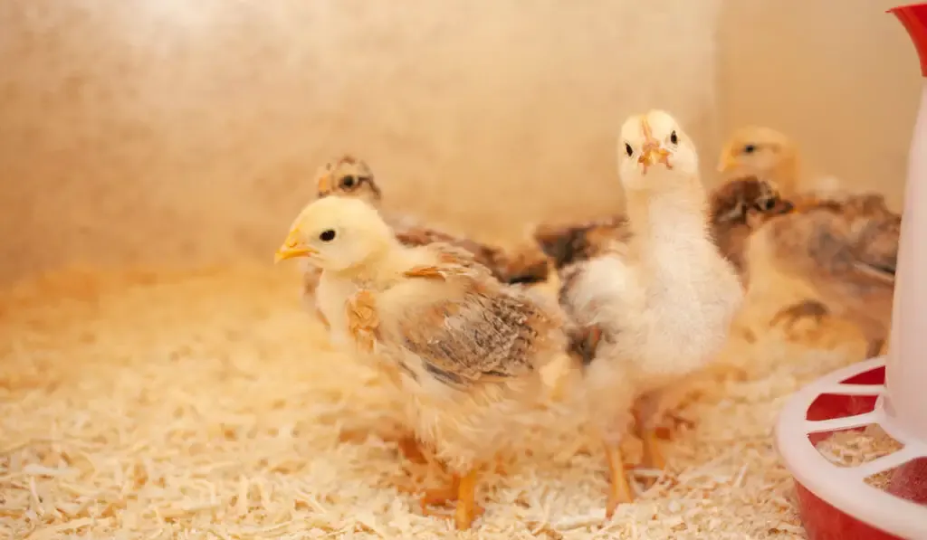 Small chicks in wooden chicken coop, newborn chicks in coop