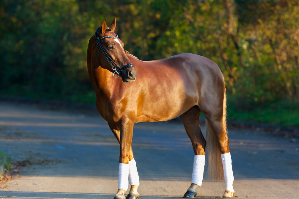 Thoroughbred brown horse outdoor on a sunny summer day