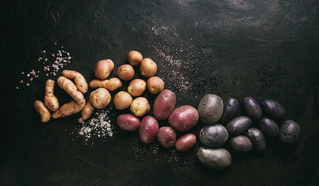 Variety of raw uncooked organic potatoes different kind and colors red, yellow, purple with various of salt on black background