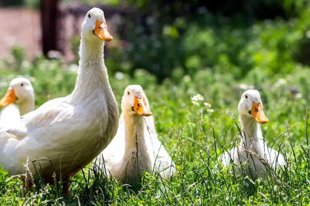 White ducks on green grass in farm
