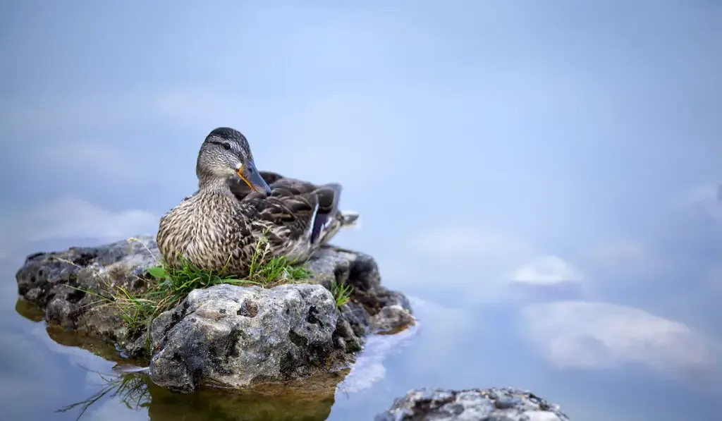 Wild duck resting on a stone on a pond
