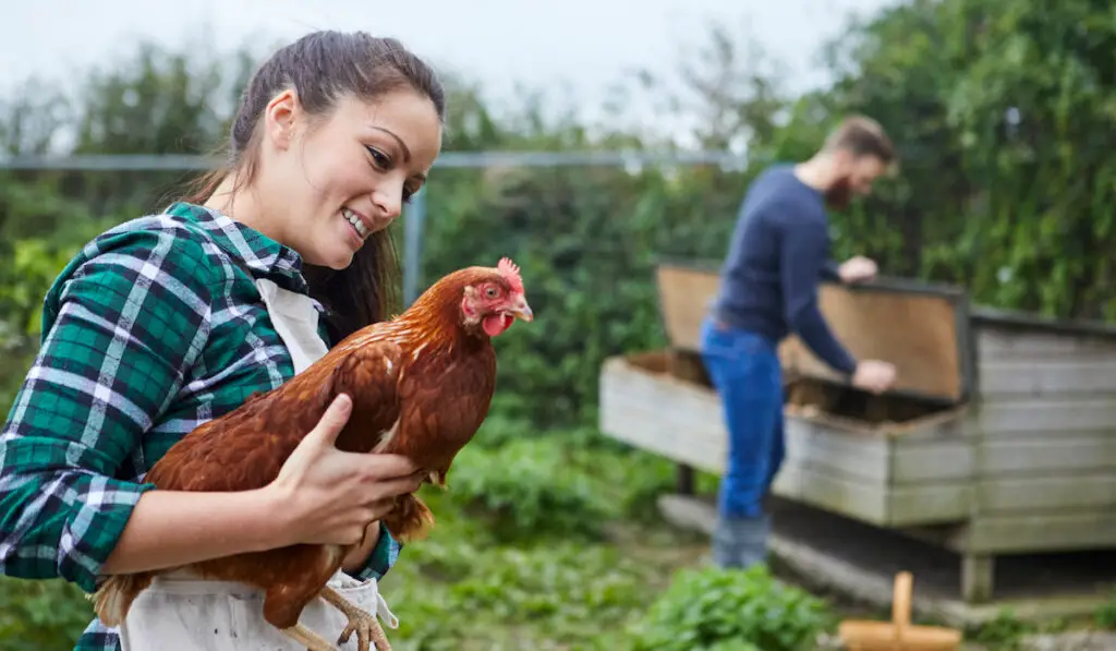 Young couple farmer checking chicken coop, woman holding chicken