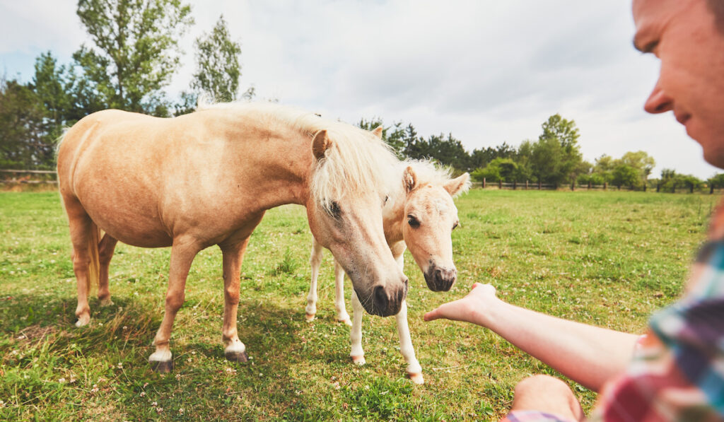 Young farmer caress mare with foal of the miniature horses