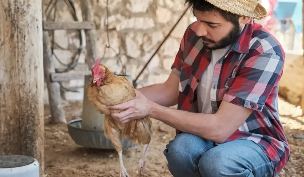 Young man holding a beak trimmed hen in a chicken coop