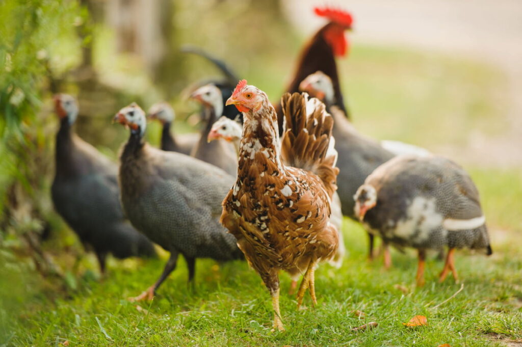 a chicken with the flock of guinea fowl grazing