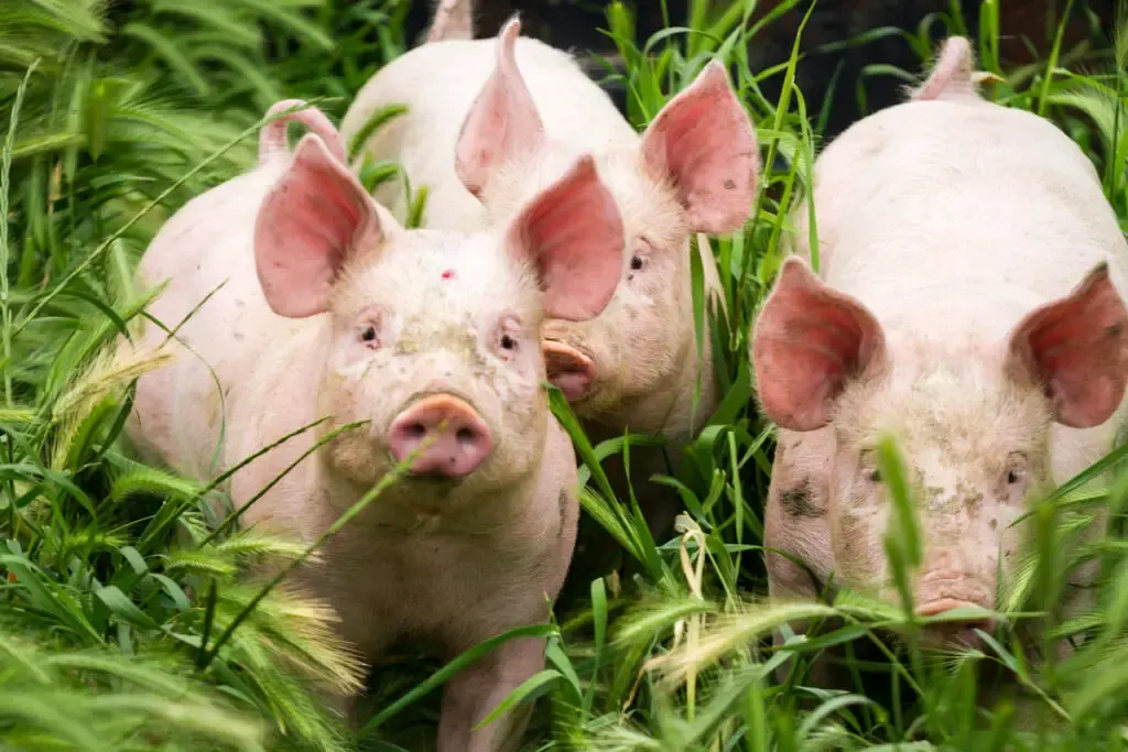 three pigs playing on the grass in the field