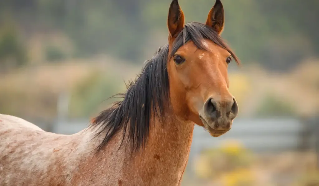 wild mustang horse herd in desert
