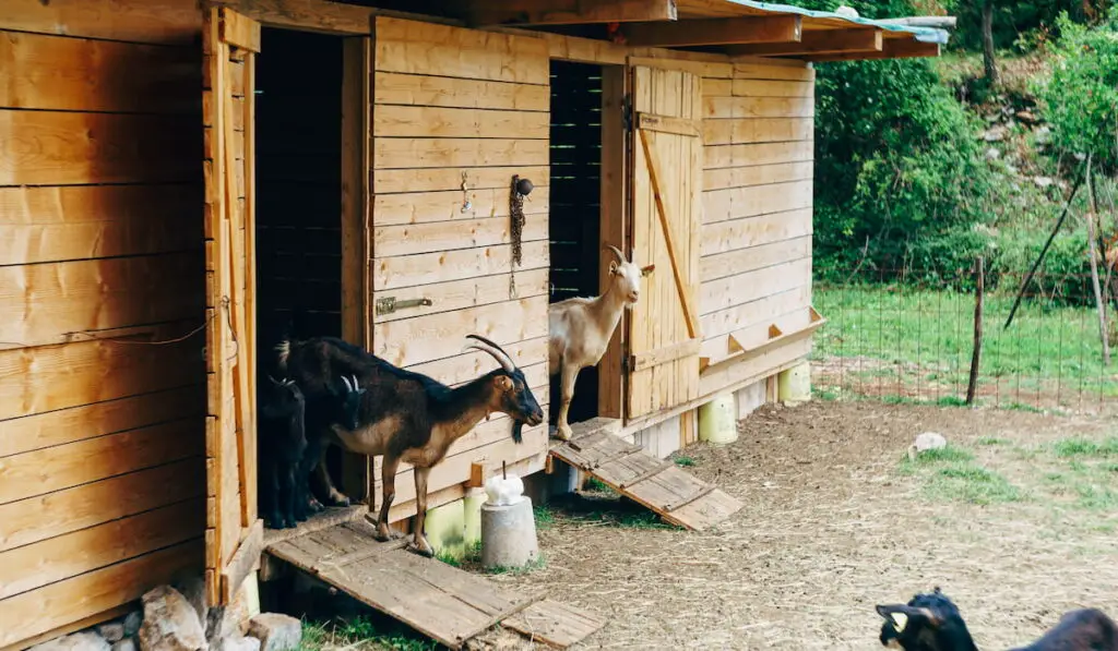 A goat peeks out of a paddock on its shelter