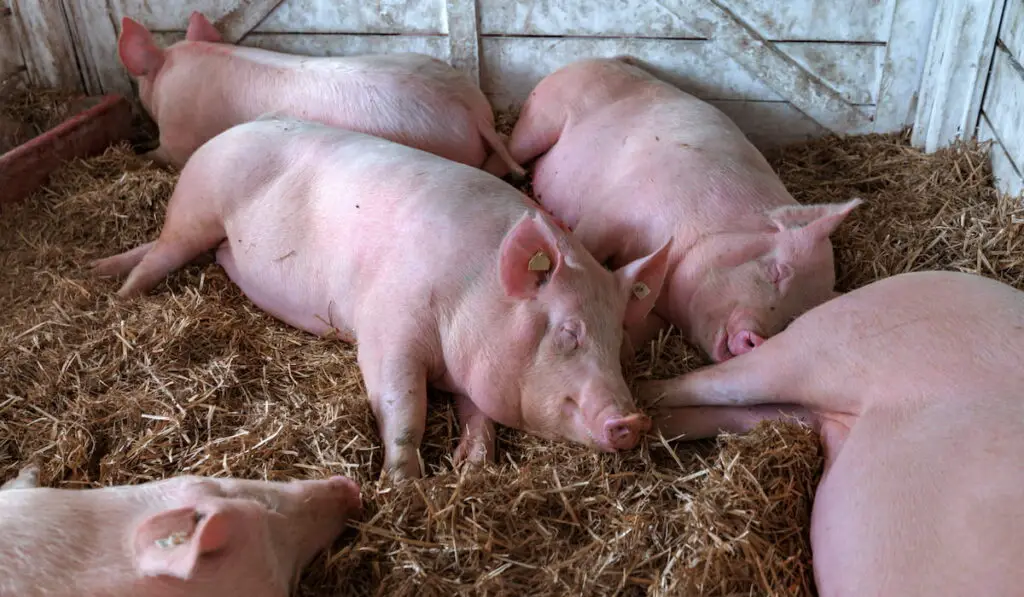 American yorkshire female pigs in pen 