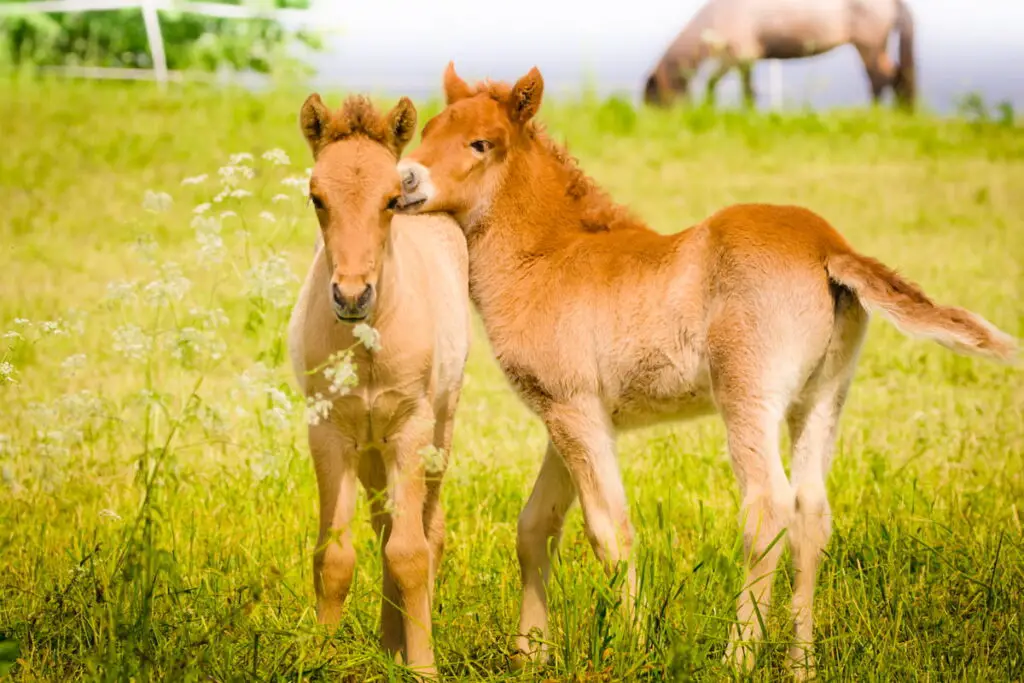 Cute little foal in the meadow