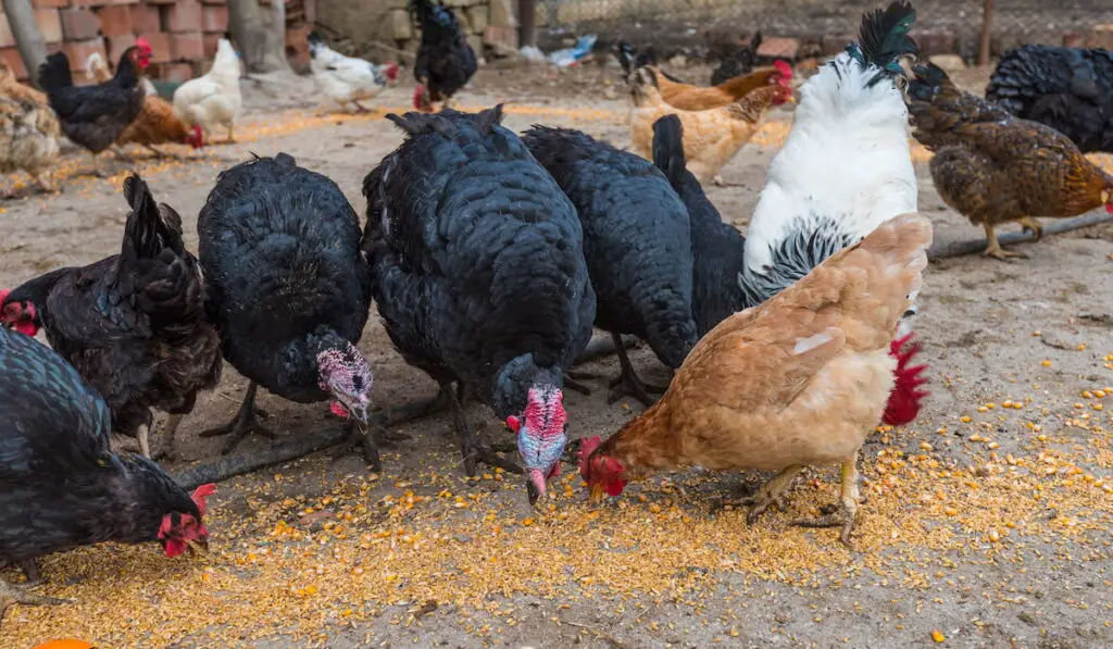 Feeding chickens and turkeys in the chicken coop 
