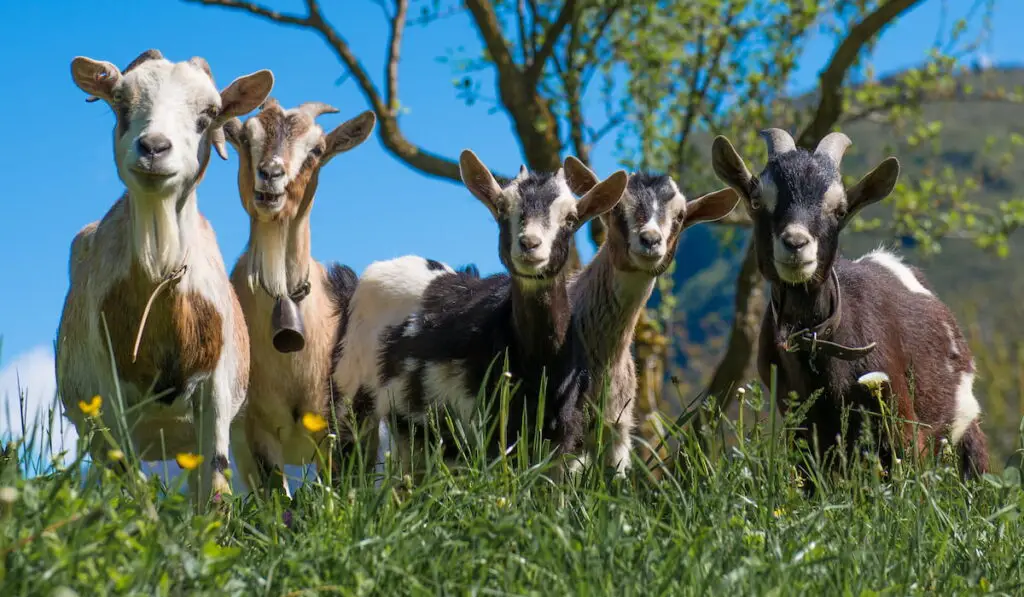 Goats in the meadow