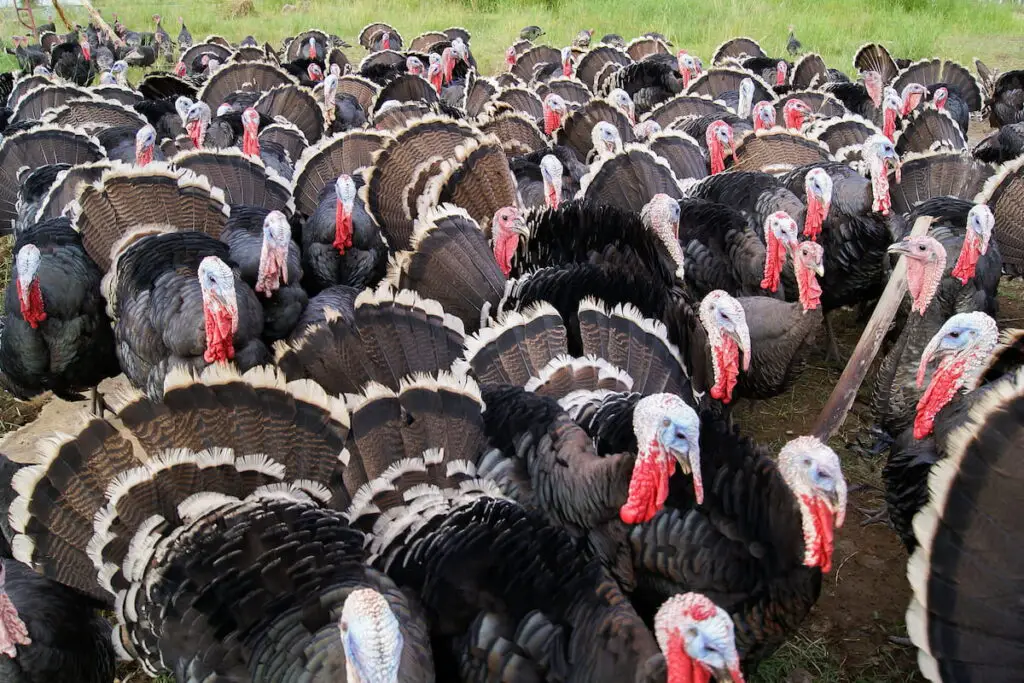 Group of turkeys ruffled feathers on a farm 